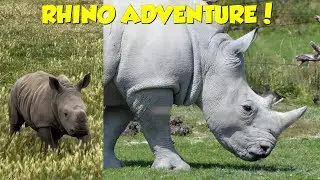 Amazing Rhino Facts You NEED to Know! 🦏  8 Minute Wildlife Adventure