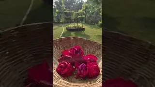 Harvesting fresh desi gulab from my home garden | Organic rose harvest | Natural fragrance & purity