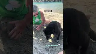 This Dog Just Made His Last Happy Memory with His Family 🥹❤️
