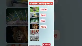 Animal Body Parts | LearnEnglish| | Claws, Beak, Fins, Mane, Hooves & Scales