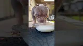 Top 5 Benefits of Goat's Milk for Dogs: Boost Your Pet's Health Today! 🐾