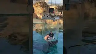 Frustrated Crocodile 🐊 after two misses #animals #animal #crocodile #crocodilevideo #viral #onzil