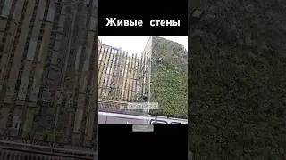 Типы Живых стен #стройка #reuse #recycle
