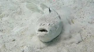 Rare Encounter with Poisonous Stargazer Fish || ViralHog