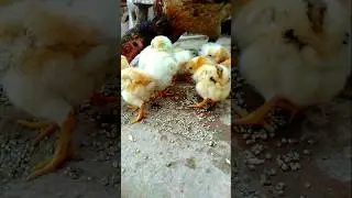 Baby Chicks sounds ASMR 🐣 #adorablechicks #birdsounds #babychicks #babybirds #asmrsounds #chirping