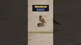 Sick Bird's Incredible Transformation #birds