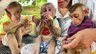 Monkey&rsquo;s mealtime brings so much joy! 🍽️🐒 #FoodFun #MonkeyLife...009 | #shorts #moneky #cute #eating