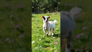 A baby goat jumping in a fantasy world. 🐐✨#goat