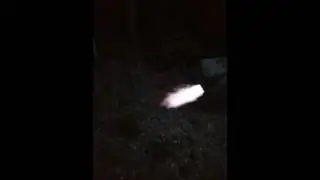 Hornets v flamethrower