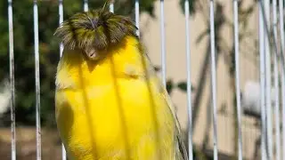 Norwich / Crested Canary Finches