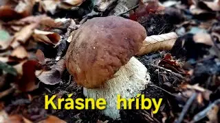 HUBY - Krásne hríby Kojšov SLOVAKIA - 3.10.2025 - mushroom 