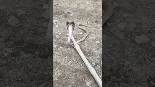 Baby cobra snake 🐍 #rap #snakerescueteam #wildliferescue #viralvideo #cobrarescue #wildlife #comedy