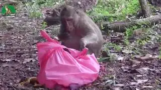 Lucky Monkeys Eating Fruits | Monkeys Happy So Much To Getting Some Fruits