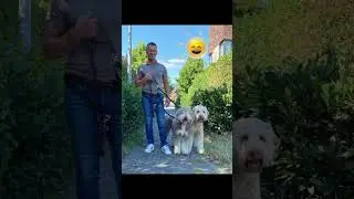 How to leash walking your two doggies!/Amazon Recommends