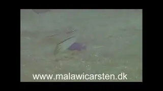 Taeniolethrinops furcicauda Placidochromis phenochilus Mara Rocks 2004