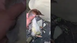 Fast duck