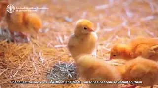 Farmers and food producers can help combat antimicrobial resistance