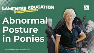 Abnormal Posture in Ponies: Linking Lameness to Head and Neck Position