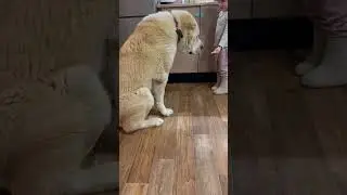 Добряк и Дрессировщица😃 часть 2