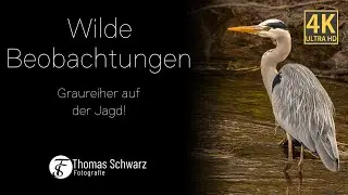 Wilde Beobachtungen - Graureiher auf der Jagd #4k #relaxandchill