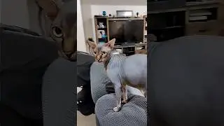 I'm the cat! #nudacris #cat #sphynx #hairlesscat #sphynxcat #cutecat #coolcat #nakedcat #shorts