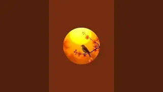 Morning Bird is live