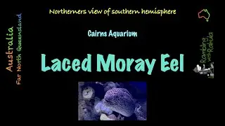 Laced Moray | Leopard Moray Eel | Tessellate Moray | Honeycomb Moray | (Gymnothorax favagineus)| 4K