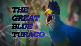 THE GREAT BLUE TURACO with their call in the background.