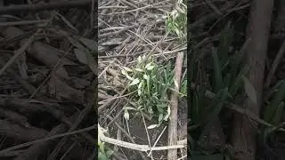 Spring. Snowdrop flowers