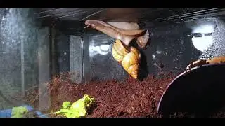 Giant Snail Falls off Roof TWICE and Survives