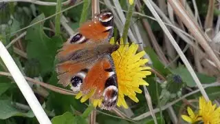 Peacock Butterfly Visits Dandelion Flowers for Nectar