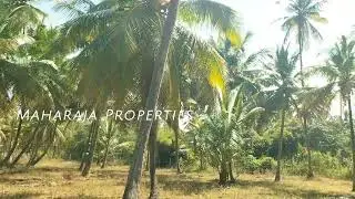 Village Attached 27 Guntas Premium Coconut Farm for Sale Halaguru Malavalli. Ph: 8884731425
