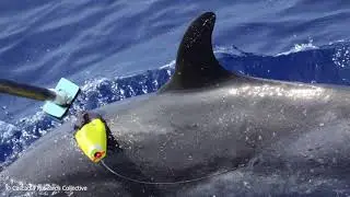 Tagging a spotted dolphin with a suction-cup attached acoustic tag