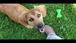 My dog Stella on the run