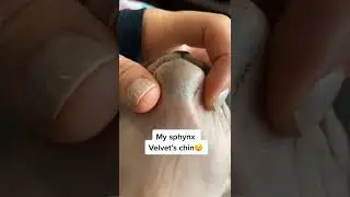 Cats get blackheads! 🐈