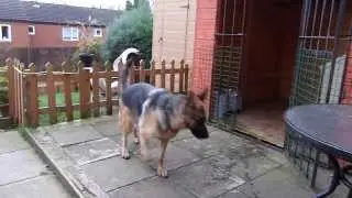 German Shepherd On Guard Alert Barking