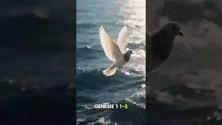The Trinity Involved In Creation