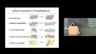 Morphogenesis from a multicellular dynamics perspective | Yanlan Mao