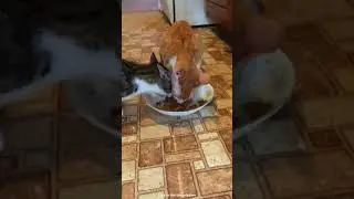 Purina Fancy Feast Cat Food Review: Is It Worth It?