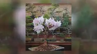 #Prunus nipponica ~ kurilensis &lsquo;Brilliant&rsquo;#千島櫻~#輝煌