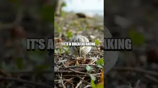 The Spectacular Flight of the Pacific Golden Plover