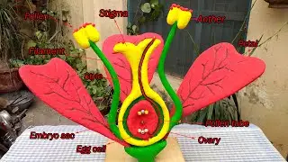 Flower Parts 3d Model Project for School || How to Make Flower Model ||  Brassica Flower Model
