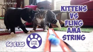 Kittens Vs Fling Ama String Cat Toy, 5th Day Out Of The Room | S6 E135 | Training Feral Cats