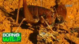 Born to be Wild: The ecosystem in Guano cave