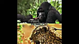 Gorilla vs leopard #edits #leopard #gorilla