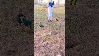 🐓😱😱So High Quality Aseelmurga #aseel #aseelmurga #rooster #aseellovers #youtubeshorts #viralvideo