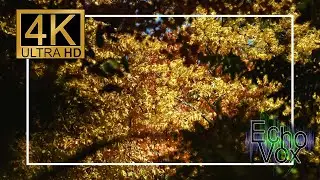 Golden Canopy: 10-Hour Autumn Foliage with Soft Instrumental Music