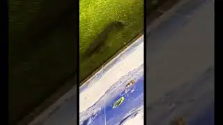 Alligator gar vs puffer fish #pufferfish #aquahobby #fish #aquariumfish #aquarium #fishaquarium #pet