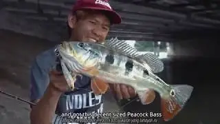 Canal Topwater Peacock Bass with the Zerek Skittish Dog Loud 85mm!