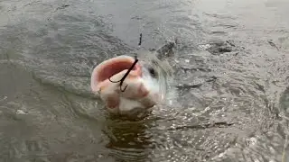 🐠Incredible Fishing # Amazing Fishing # 🐟Big Bocha (Katla) Fish Catching🎣.